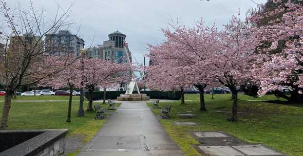 Cherry Blossoms Walking Tours