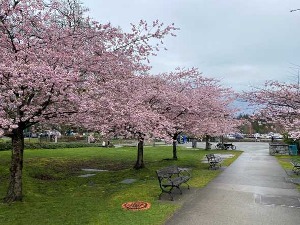 Cherry Blossoms Walking Tours