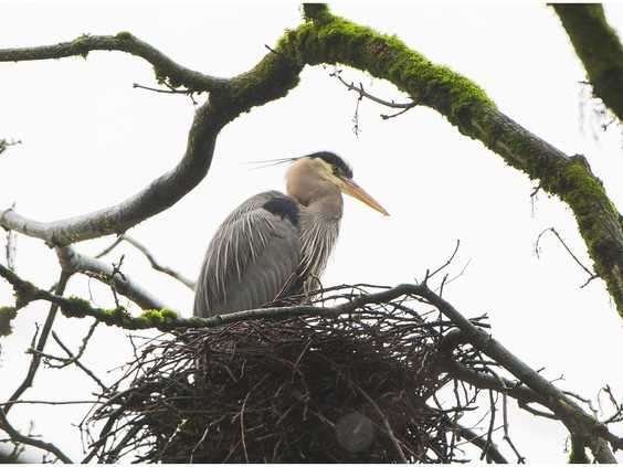 Great Blue Herons Walking Tours