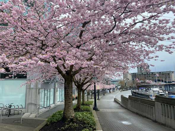 Cherry Blossoms Walking Tours