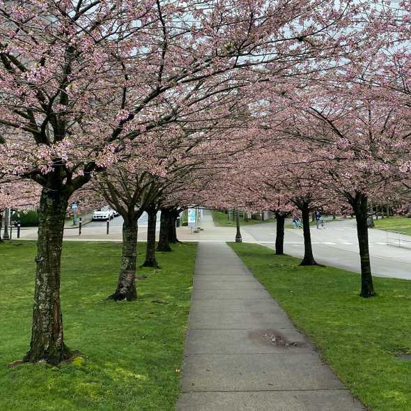 Cherry Blossoms Walking Tours