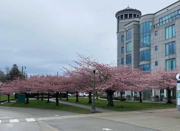 Cherry Blossoms Walking Tours