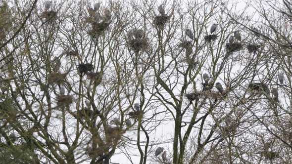 Great Blue Herons Walking Tours