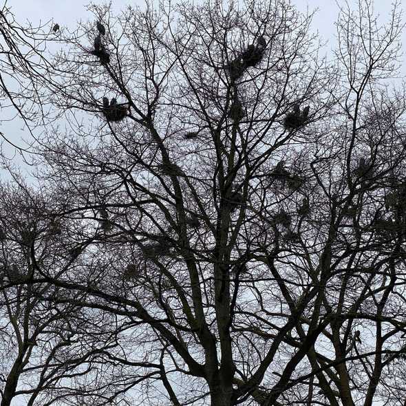 Great Blue Herons Walking Tours