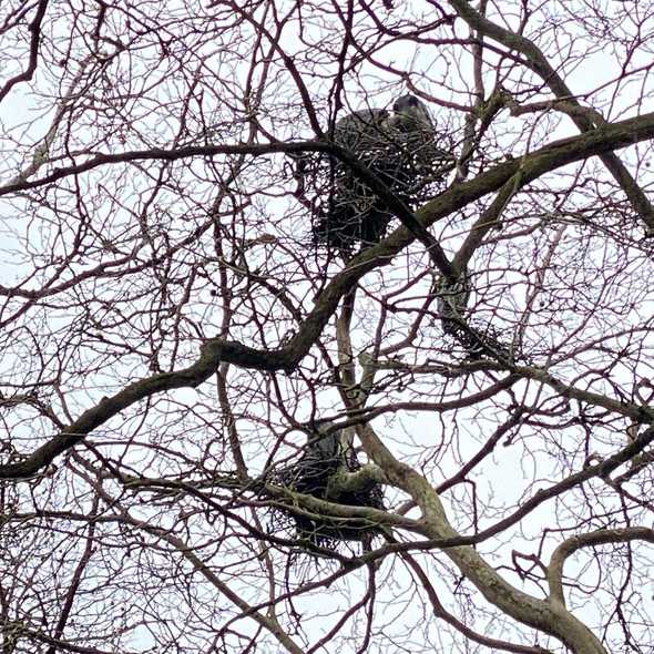 Great Blue Herons Walking Tours