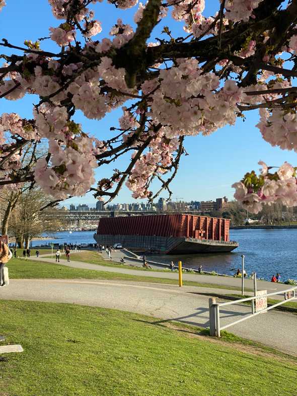 Cherry Blossoms Walking Tours