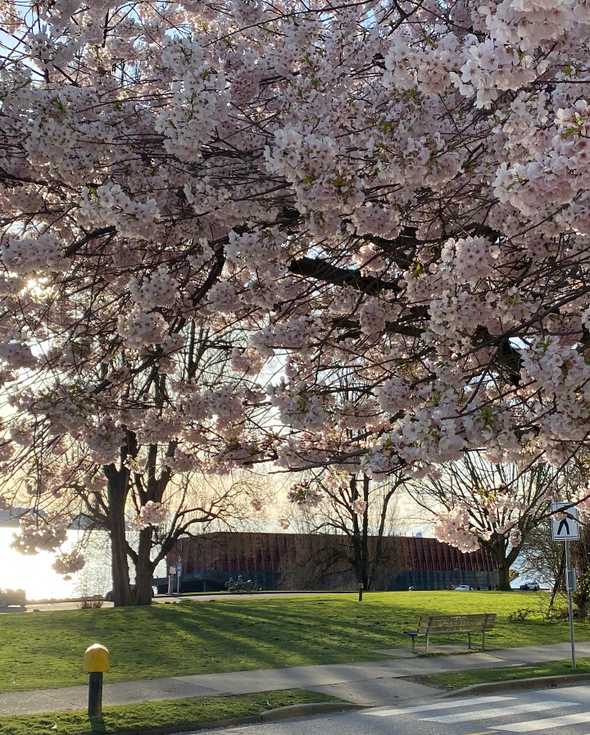 Cherry Blossoms Walking Tours