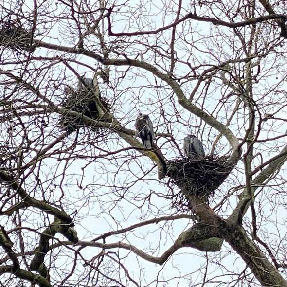 Great Blue Herons Walking Tours